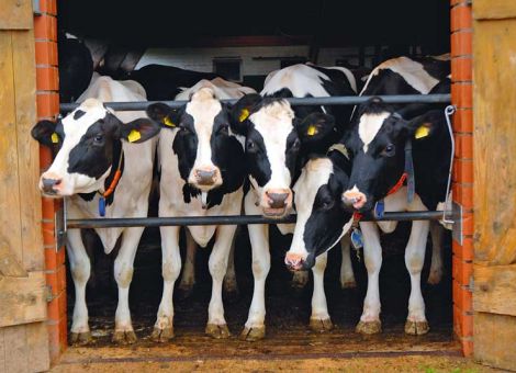 Färsenmastitis in hessischen Betrieben