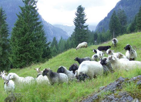 Alpines Steinschaf ist die Nutztierrasse 2009