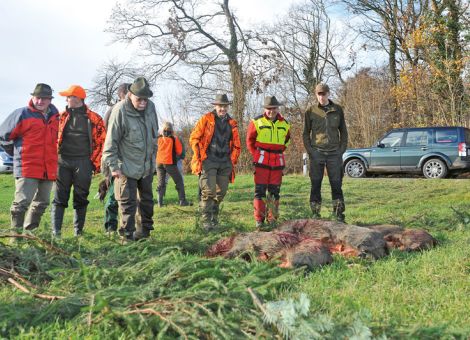 Schwarzwildbejagung intensivieren