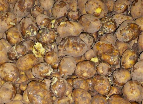 Trotz des Wetters gute Öko-Kartoffelerträge erzielt