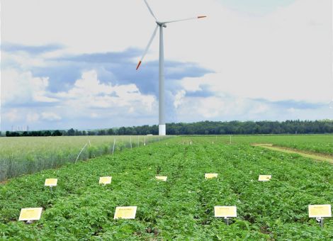 Wetter stoppte Krankheiten und förderte die Schädlinge