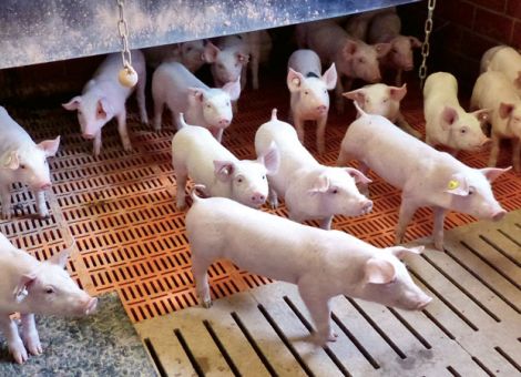 „Ängstliche Tiere haben viele Probleme