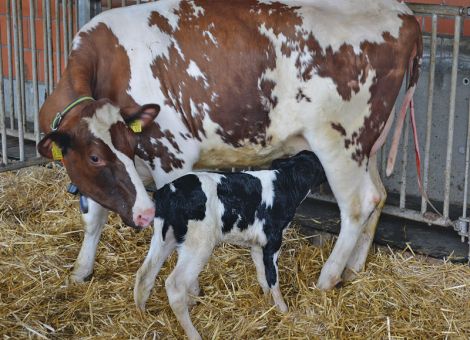 Muttergebundene Aufzucht in Milchviehbetrieben?