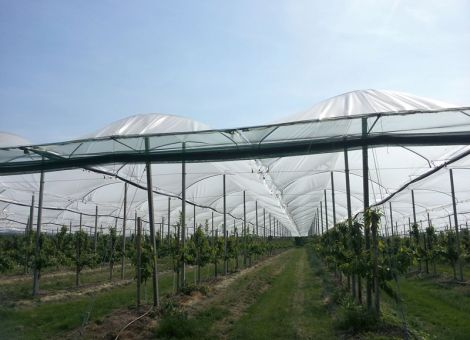 Den Anbau von Obst sicherer gestalten