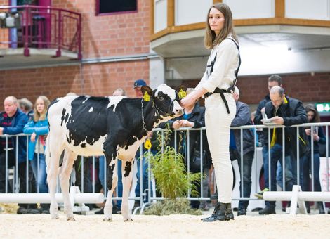 Spitzengenetik-Auktion mit überragendem Ergebnis
