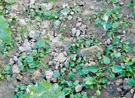 Echte Neuentwicklungen bleiben die Ausnahme