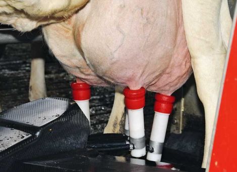 Neuinfektionsraten in der Laktation senken