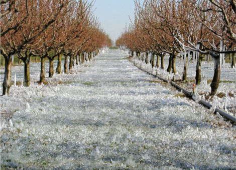 Frostschutzberegnung im Obstbau – Wasser Marsch
