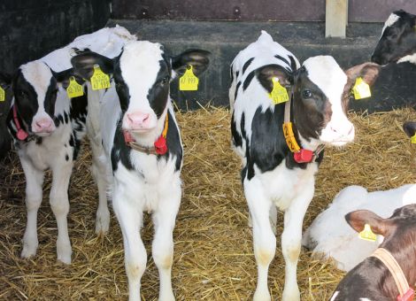 Mehr Milch für mehr Kälbergesundheit