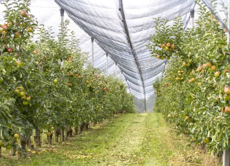 BWV fordert Schutzeinrichtungen zur Erhaltung des Obstbaus