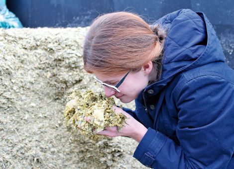 Silage-Signale bei Gras und Mais im Blick haben