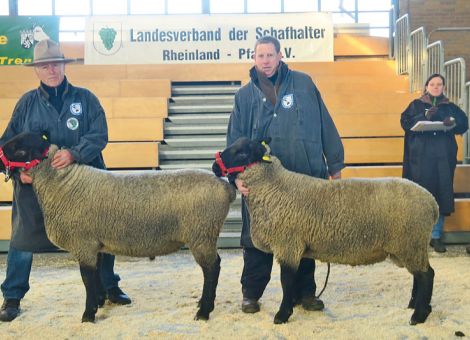 Zuchtbockabsatz verhalten