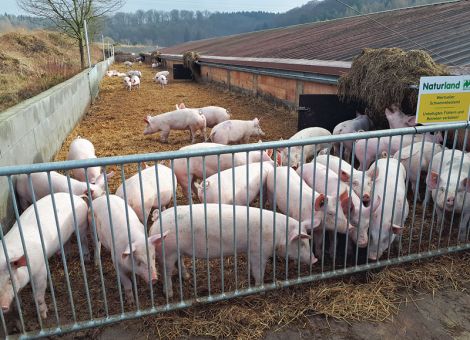 Tiergesundheit fängt bei der Stallplanung an