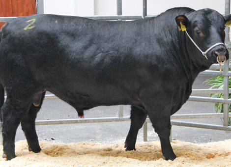 Gelungene Zuchtbullenauktion der Qnetics GmbH in Laasdorf