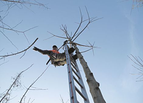 Schnell zum Zieldurchmesser mit der Laubholz-Grünästung