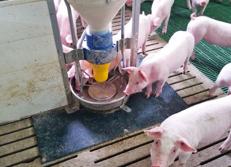 Ferkel nach dem Absetzen gut an das neue Futter bringen