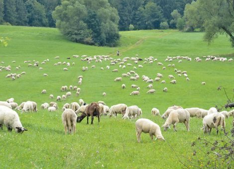 Union gegen gekoppelte Weidetierprämie für Schafhalter