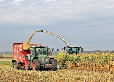 Was steckt in der Zwischenfrucht?