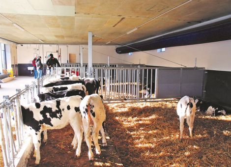 Schweinestall wurde zum neuen Kälberdomizil