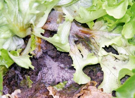 Risiko von Botrytis bei Salat derzeit sehr hoch