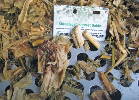 Shredlage in der Kuhfütterung – ohne Stroh?