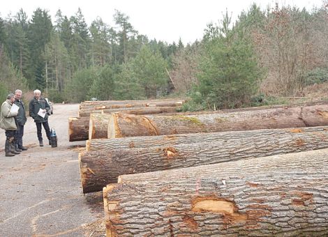 Winterstürme lassen den Holzpreis bei Fichte fallen