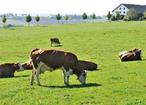 Gesunde Tiere auf leistungsfähigen Weiden
