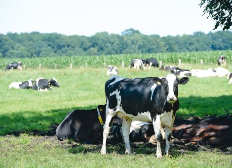 Deutliche Abschläge bei den EU-Milchpreisen