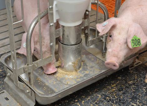 Phasenfütterung zur Vermeidung von Nährstoffüberschüssen nutzen