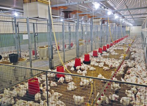 Hähnchenmast: Protein runter – Aminosäuren rauf