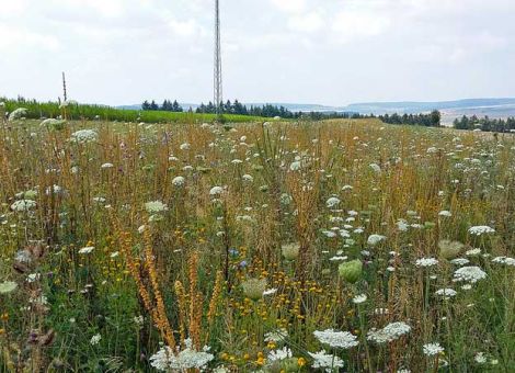 Greening sinnvoll umsetzen mit Agrarumweltmaßnahmen