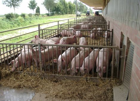 Ab Ende 2010 ist Auslauf in Ökobetrieben Pflicht