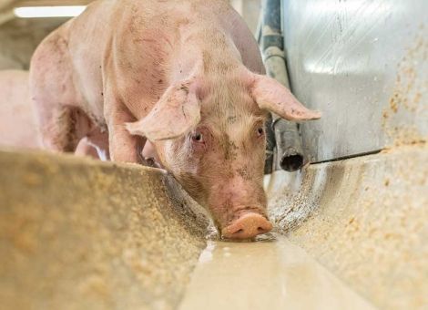 Leguminosen in Rationen für Rinder und Schweine einsetzen