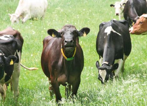 Kühe auf die Weide und alles ist gut?