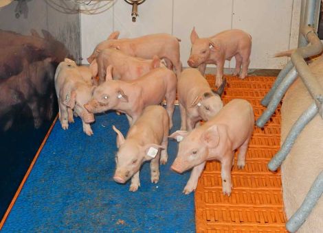 Örtliche Betäubung bei Ferkelkastration ermöglichen