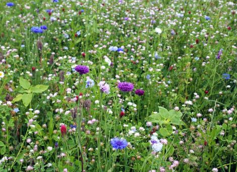 Insektenpopulationen lassen sich schnell wieder aufbauen