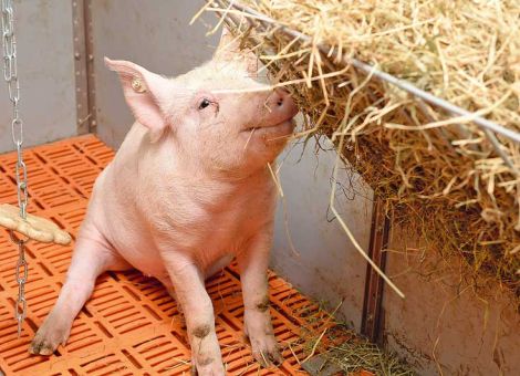 Initiative Tierwohl startet neue Registrierungsphase