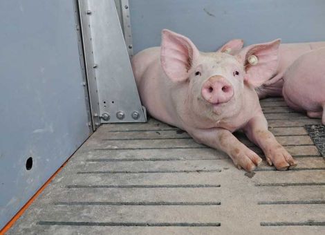 Schweine mögen hochwertige Böden
