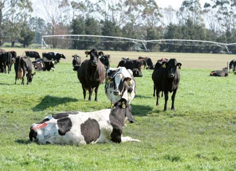 Gefährliche Rinderkrankheit breitet sich in Neuseeland aus