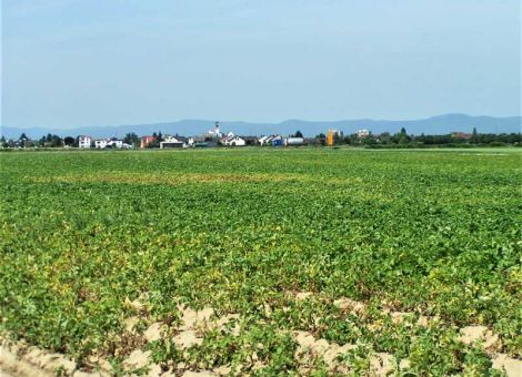 Feindpflanze mit hoher Wirksamkeit