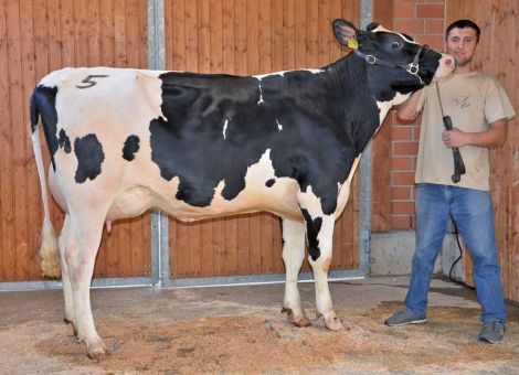 Silagewetter beeinflusste Besuch der Zuchtviehauktion