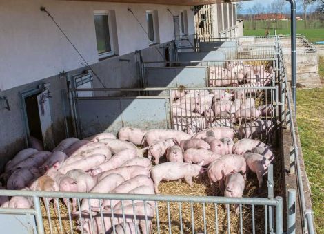 Ammoniakemissionen sollen stark reduziert werden