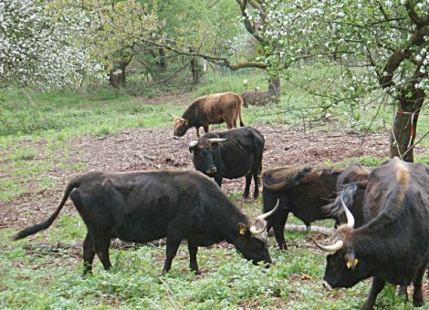 Gerichte vom Weiderindfleisch – regional und köstlich