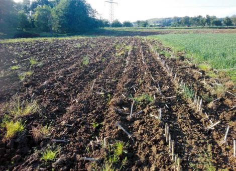 Mechansich, chemisch, oder biologisch, oder alles zusammen