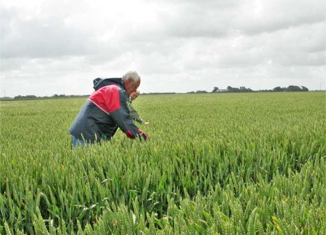 Witterung beeinflusst Vermehrung von Wintergetreide