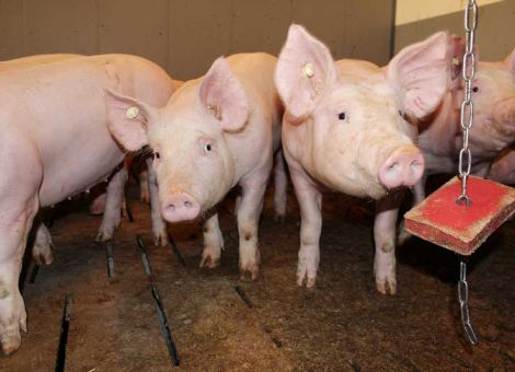 „Film ab!“ im Schweinestall