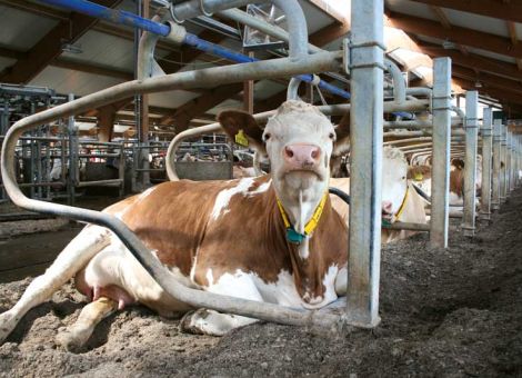 Kühe bevorzugen größere Boxen