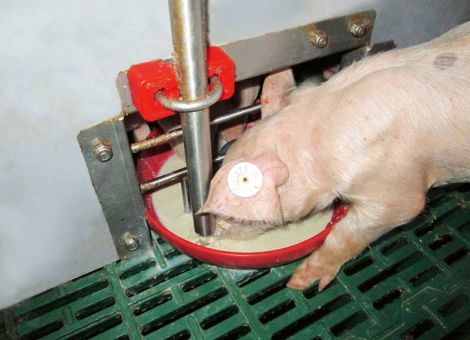 Saugferkel mit dem Babyfeeder von Schauer beifüttern
