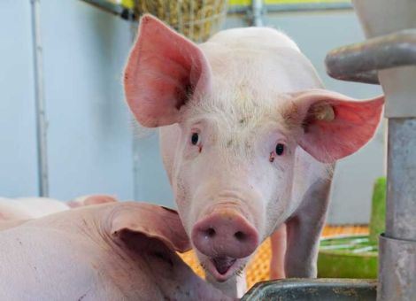 Weniger Gülle bei eiweißreduzierter Fütterung
