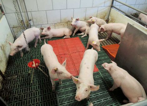 10 Prozent Leguminosen sind in der Aufzucht kein Problem